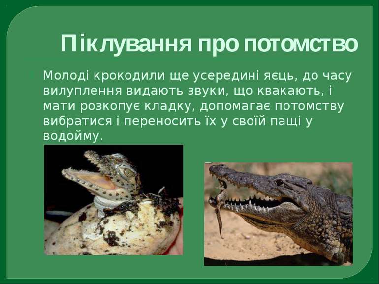 Піклування про потомство Молоді крокодили ще усередині яєць, до часу вилуплен...