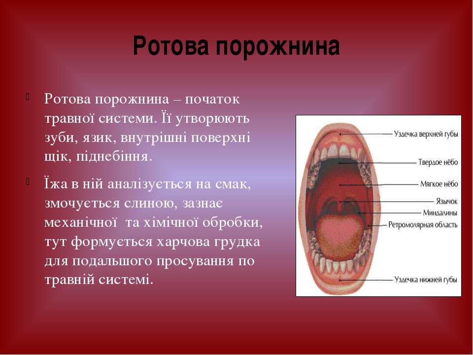 Верхняя стенка рта. Ротова порожнина будова. Травна система Ротова порожнина.