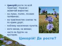 Цикорій росте по всій території України і зазвичай виростає: на луках, полях,...