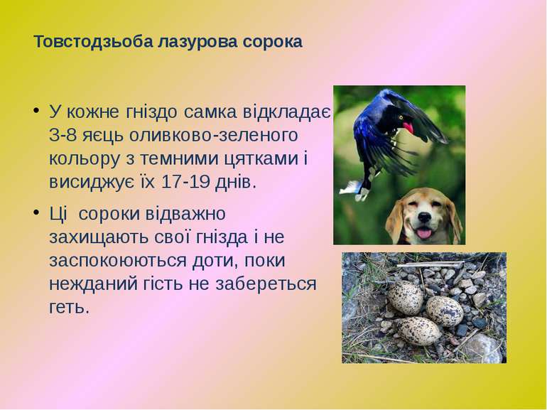 У кожне гніздо самка відкладає 3-8 яєць оливково-зеленого кольору з темними ц...