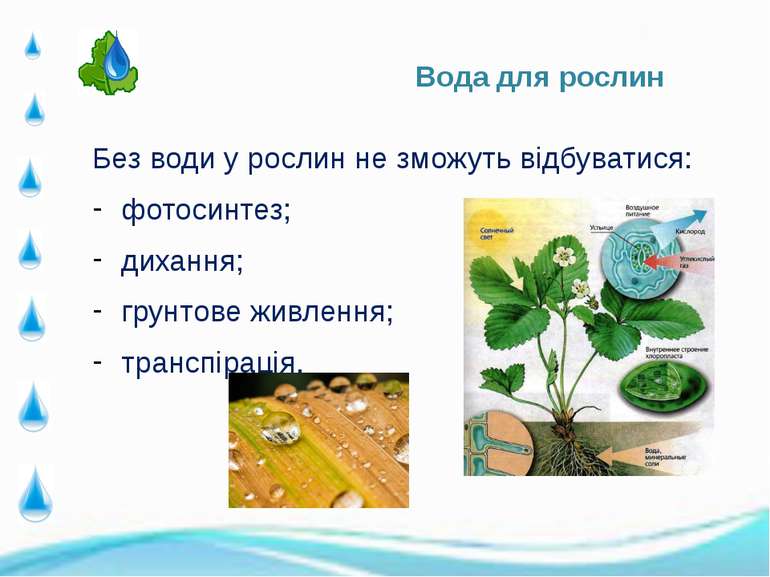 Без води у рослин не зможуть відбуватися: Без води у рослин не зможуть відбув...