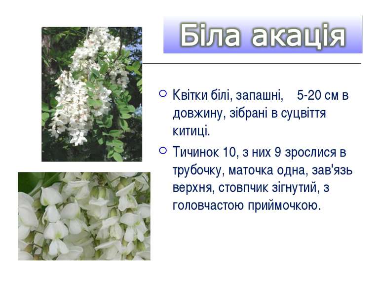 Квітки білі, запашні, 5-20 см в довжину, зібрані в суцвіття китиці. Тичинок 1...