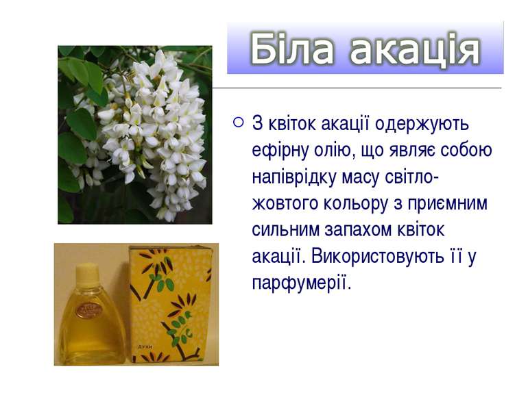 З квіток акації одержують ефірну олію, що являє собою напіврідку масу світло-...
