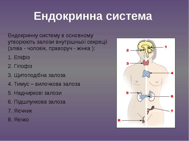 Ендокринну систему в основному утворюють залози внутрішньої секреції (зліва -...