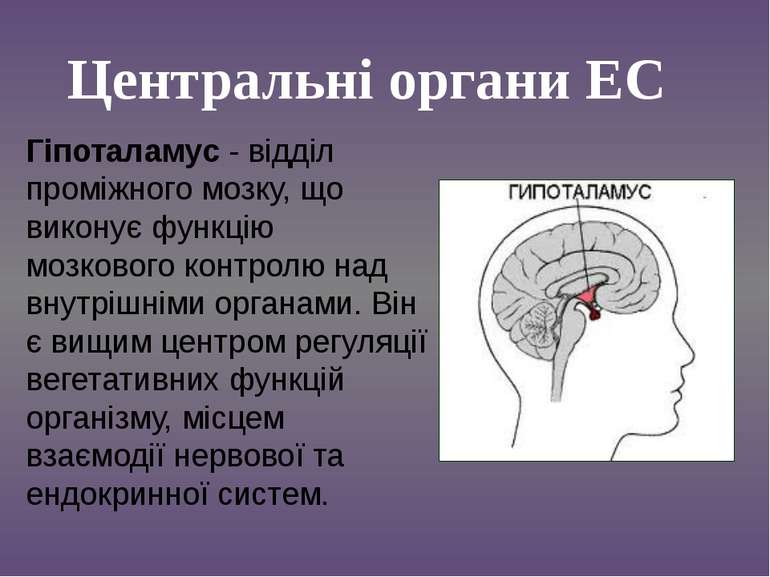 Гіпоталамус - відділ проміжного мозку, що виконує функцію мозкового контролю ...