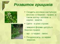 Сходить рослина наступною весною: в березні - травні, а також влітку і восени...