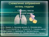 Схематичне зображення легень людини 1 - Трахея. 2 - Легенева артерія. 3 - Лег...