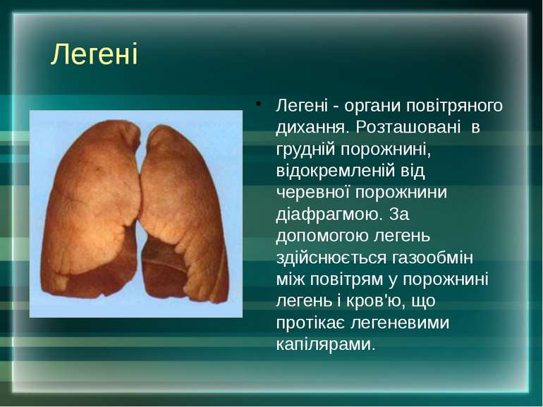 Легені Легені - органи повітряного дихання. Розташовані в грудній порожнині, ...