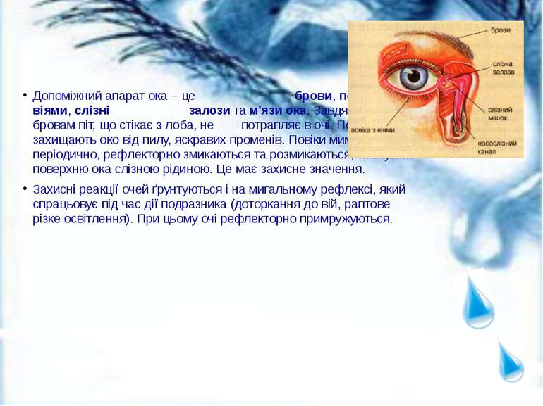 Допоміжний апарат ока – це брови, повіки з віями, слізні залози та м'язи ока....