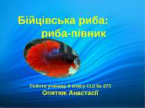 Бійцівська риба: риба-півник Робота учениці 8 класу СШ № 273 Опятюк Анастасії