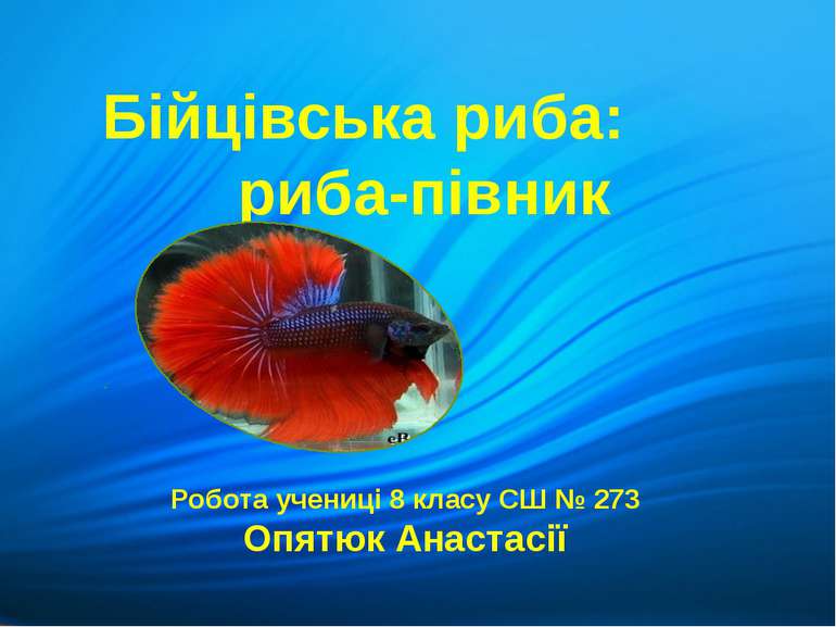 Бійцівська риба: риба-півник Робота учениці 8 класу СШ № 273 Опятюк Анастасії