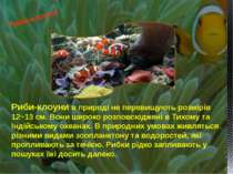 Риби-клоуни в природі не перевищують розмірів 12−13 см. Вони широко розповсюд...