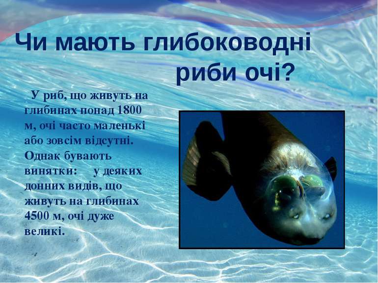 Чи мають глибоководні риби очі? У риб, що живуть на глибинах понад 1800 м, оч...
