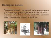 Повітряні корені Повітряні корені - це корені, які утворюються у рослин, що п...