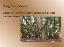 Ходульні корені Завдяки ходульним кореням баньян називають дерево-ліс.