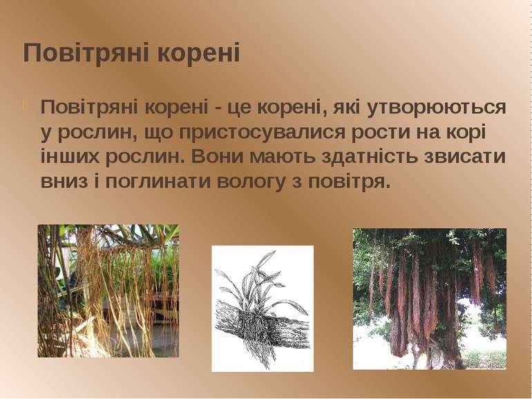Повітряні корені Повітряні корені - це корені, які утворюються у рослин, що п...