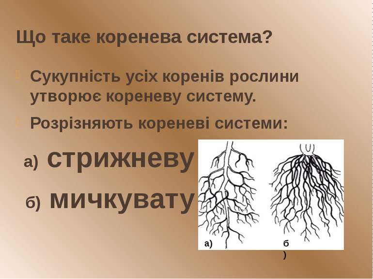 Що таке коренева система? Сукупність усіх коренів рослини утворює кореневу си...