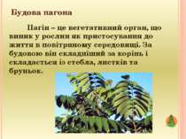Будова пагона Пагін – це вегетативний орган, що виник у рослин як пристосуван...