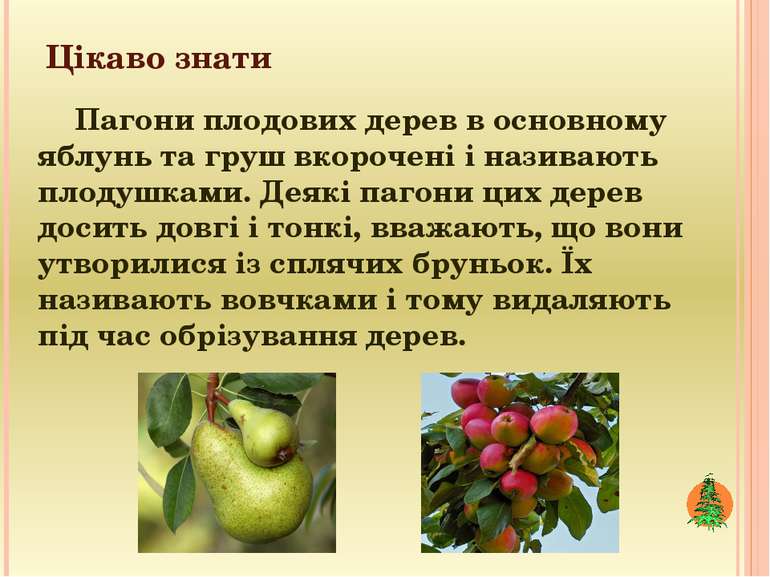 Цікаво знати Пагони плодових дерев в основному яблунь та груш вкорочені і наз...