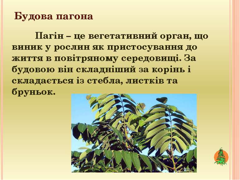 Реферат: Будова рослини Корінь пагін стебло