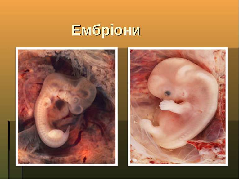 Ембріони