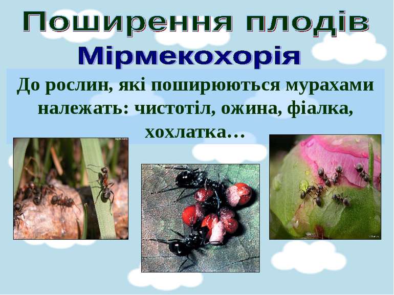 До рослин, які поширюються мурахами належать: чистотіл, ожина, фіалка, хохлатка…