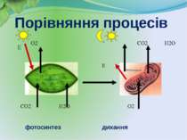 O2 CO2 H2O Е CO2 H2O O2 Е хлоропласт Порівняння процесів фотосинтез дихання