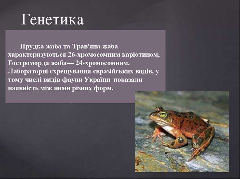 Прудка жаба та Трав'яна жаба характеризуються 26-хромосомним каріотипом, Гост...