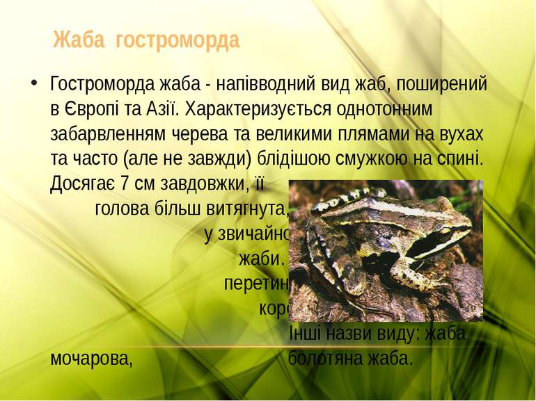 Жаба гостроморда Гостроморда жаба - напівводний вид жаб, поширений в Європі т...