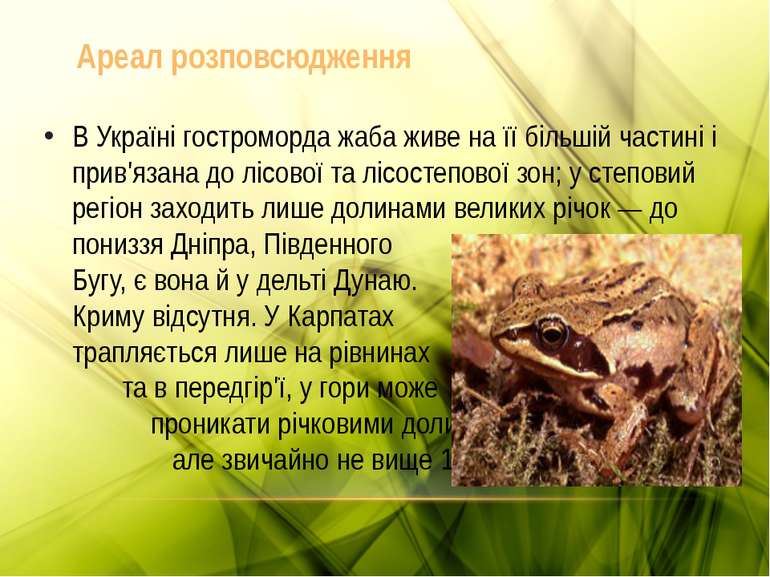 В Україні гостроморда жаба живе на її більшій частині і прив'язана до лісової...