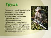 Поширена по всій Україні, крім крайнього Степу. Райони заготівель: Волинська,...