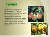 Плоди мінливі за формою: 1,5-4 см завдовжки та 1,5-2 см завширшки, зелені або...