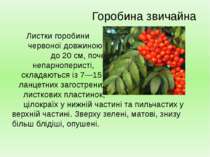 Листки горобини червоної довжиною до 20 см, почергові, непарноперисті, склада...