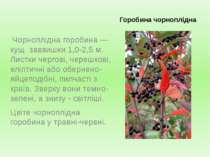 Горобина чорноплідна Чорноплідна горобина — кущ заввишки 1,0-2,5 м. Листки че...