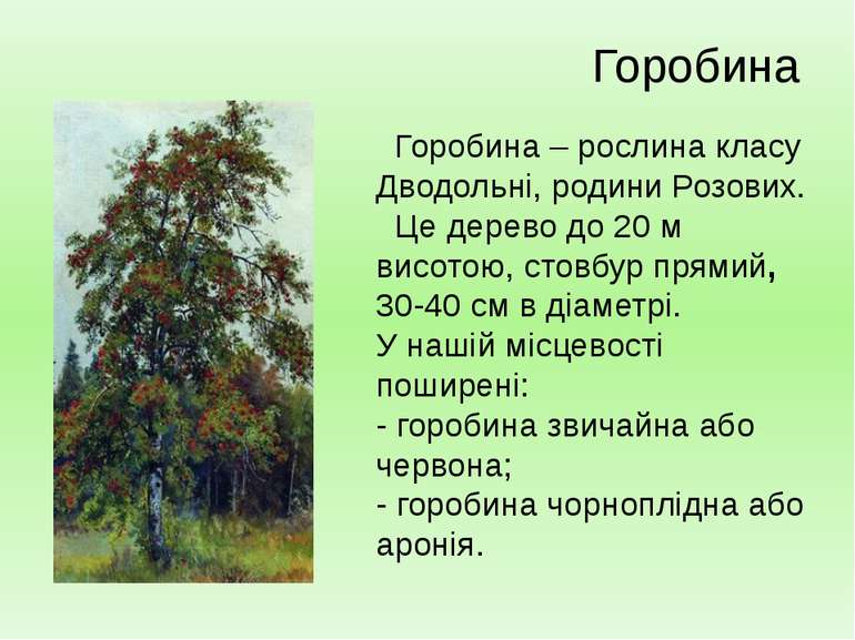 Горобина – рослина класу Дводольні, родини Розових. Це дерево до 20 м висотою...