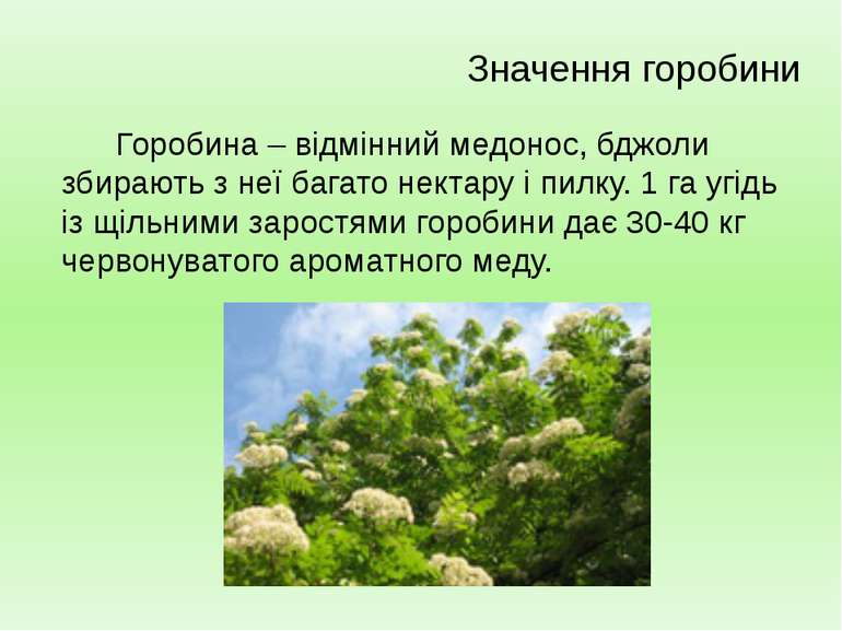 Горобина – відмінний медонос, бджоли збирають з неї багато нектару і пилку. 1...