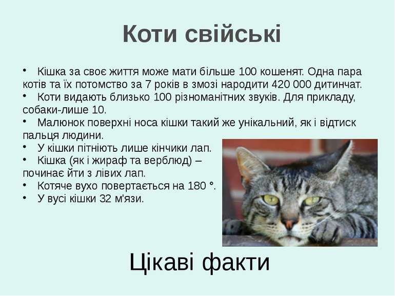 Цікаві факти Кішка за своє життя може мати більше 100 кошенят. Одна пара коті...