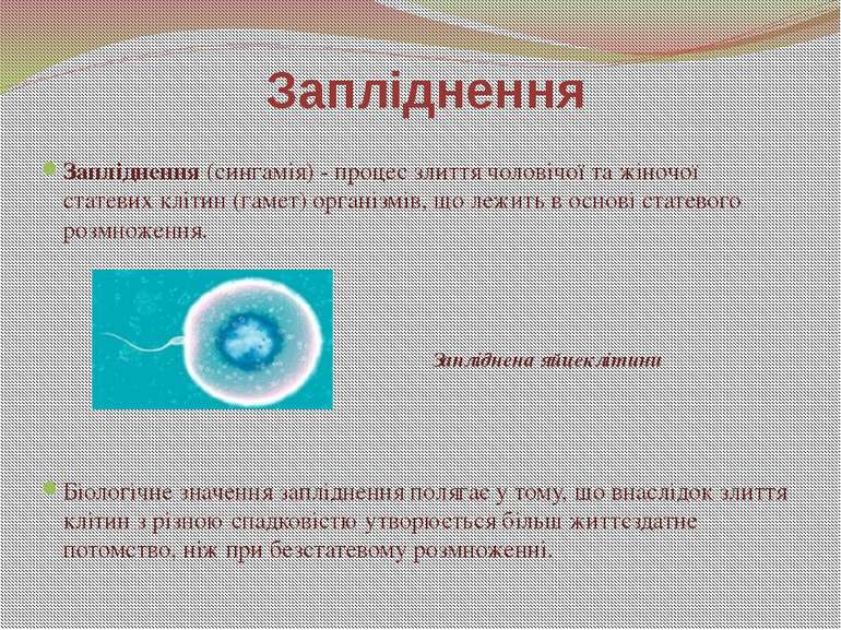 Запліднення (сингамія) - процес злиття чоловічої та жіночої статевих клітин (...