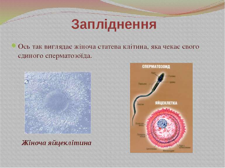 Ось так виглядає жіноча статева клітина, яка чекає свого єдиного сперматозоїд...