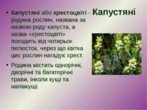 Капустяні Капустяні або хрестоцвіті - родина рослин, названа за назвою роду к...