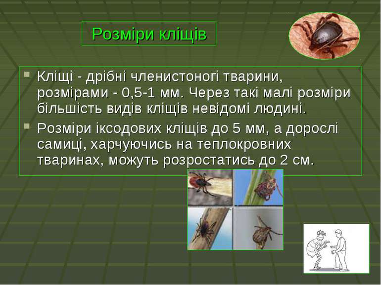 Розміри кліщів Кліщі - дрібні членистоногі тварини, розмірами - 0,5-1 мм. Чер...