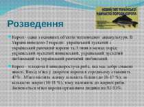 Розведення Короп - один з основних об'єктів тепловодної аквакультури. В Украї...