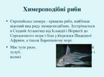 Європейська химера - хрящова риба, найбільш відомий вид ряду химероподібних. ...
