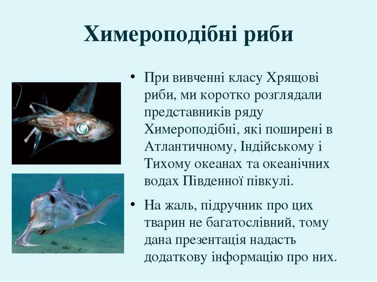 Химероподібні риби При вивченні класу Хрящові риби, ми коротко розглядали пре...