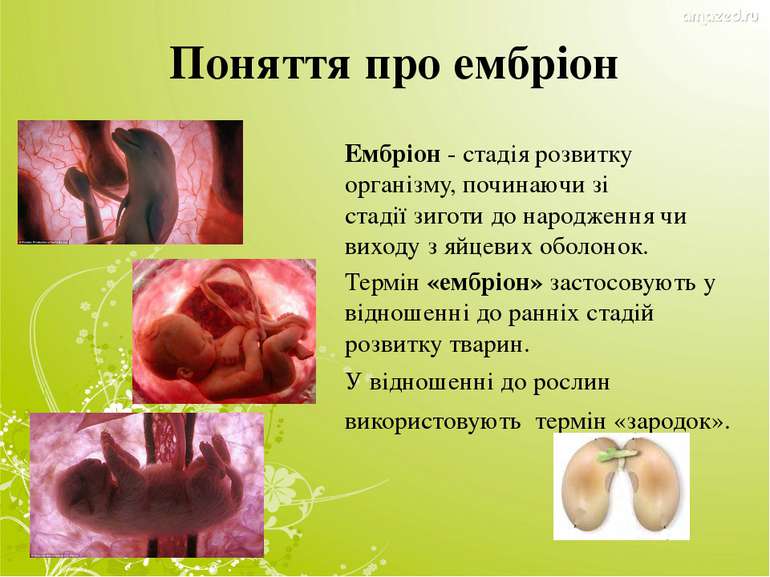 Поняття про ембріон Ембріон - стадія розвитку організму, починаючи зі стадії ...