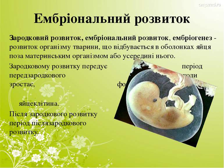 Ембріональний розвиток Зародковий розвиток, ембріональний розвиток, ембріоген...