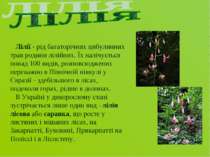 Лілії - рід багаторічних цибулинних трав родини лілійних. Їх налічується пона...