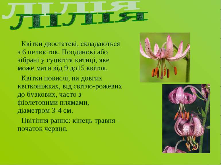 Квітки двостатеві, складаються з 6 пелюсток. Поодинокі або зібрані у суцвіття...