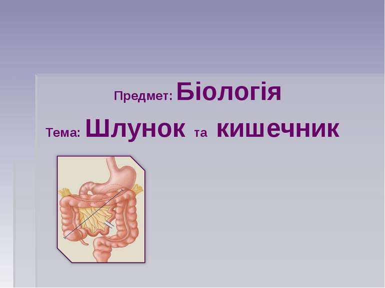 Предмет: Біологія Тема: Шлунок та кишечник