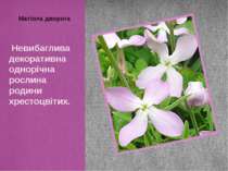 Матіола дворога Невибаглива декоративна однорічна рослина родини хрестоцвітих.